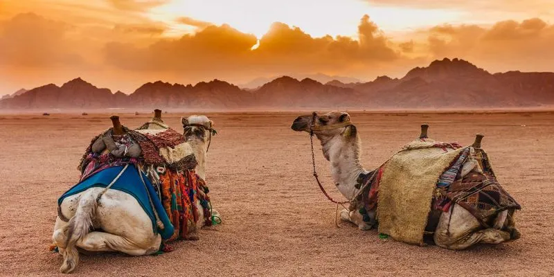 Quad Et Dromadaires À Sharm El-Sheikh